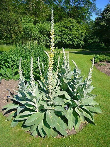 100% plant based Mullein leaf capsule (Verbascum thapsus)