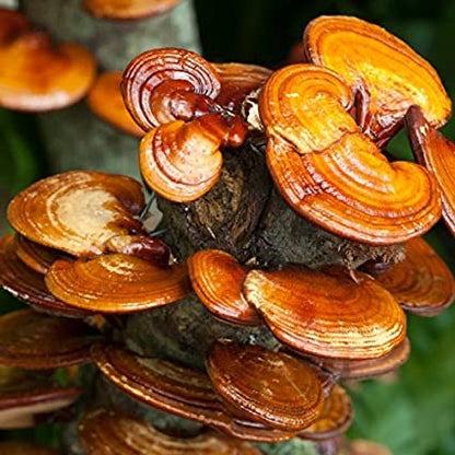 100% Organic Reishi Mushroom Extract Capsules